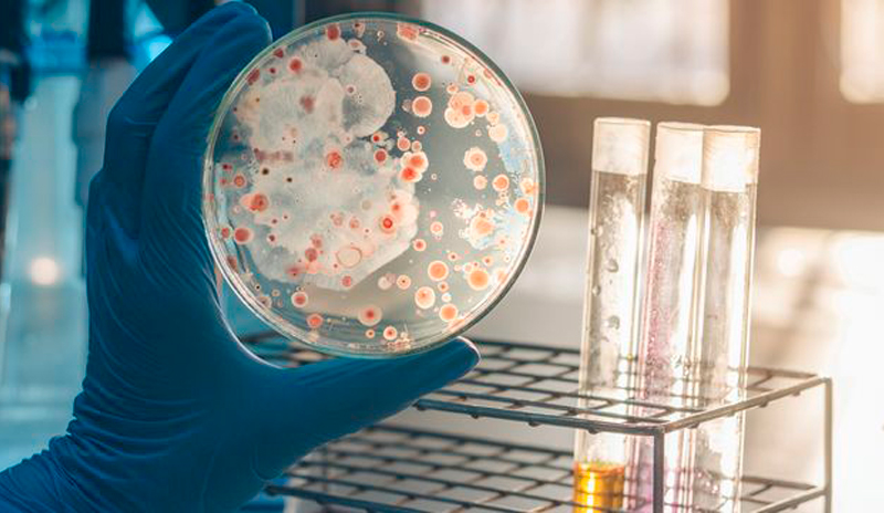 Bacterias observadas en investigación científica